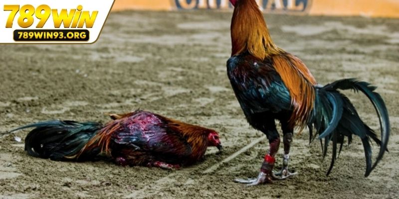 Các yếu tố tạo nên nét đặc trưng của chọi gà cựa dao