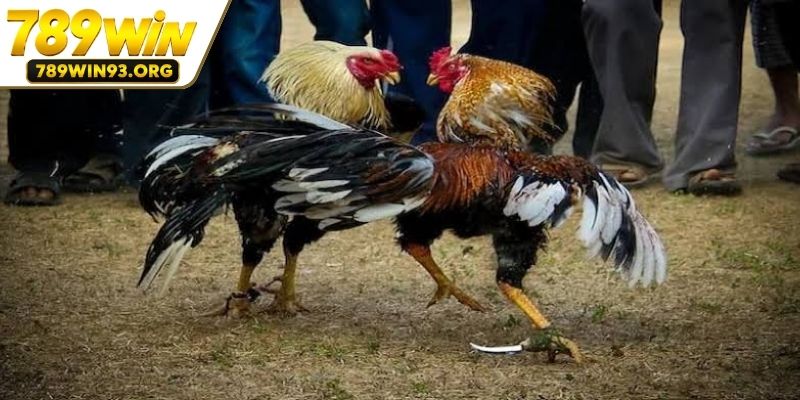 Diễn biến chi tiết trong một trận đấu
