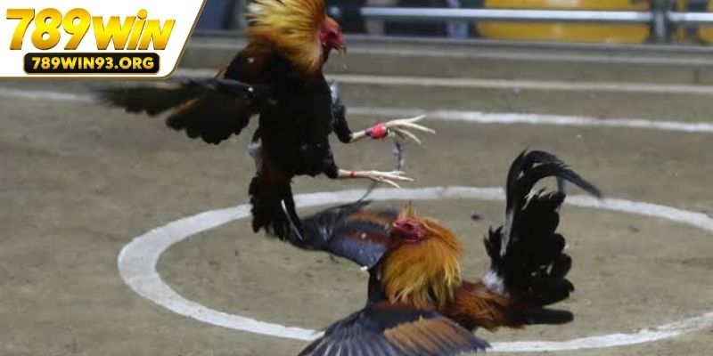 Nét đặc sắc cuốn hút của hình thức chọi gà cựa dao