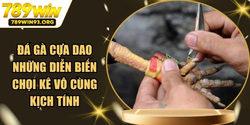 Đá Gà Cựa Dao - Những Diễn Biến Chọi Kê Vô Cùng Kịch Tính