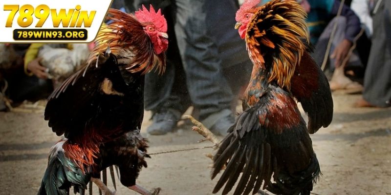 Bảng dữ liệu thông tin trận đấu Thomo
