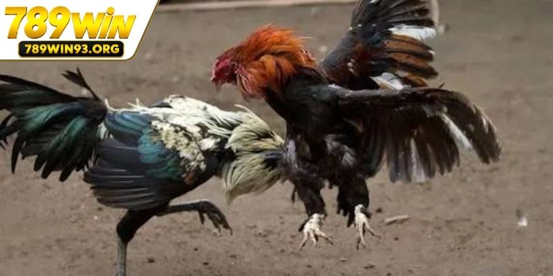 Diễn biến kịch tính trên sới đá gà Thomo