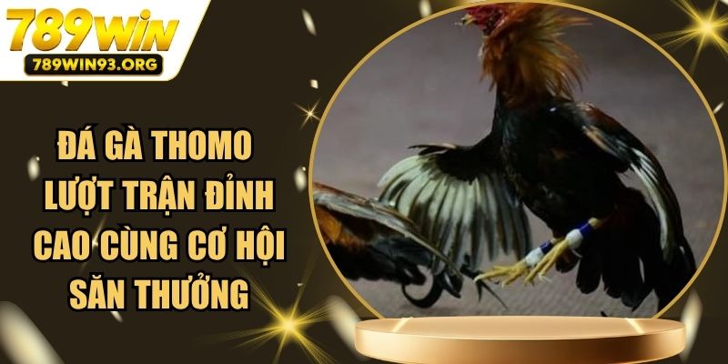 Đá Gà Thomo - Lượt Trận Đỉnh Cao Cùng Cơ Hội Săn Thưởng